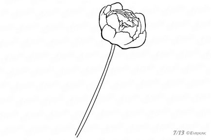 Pünkösdi rózsa virág levelekkel ceruzával