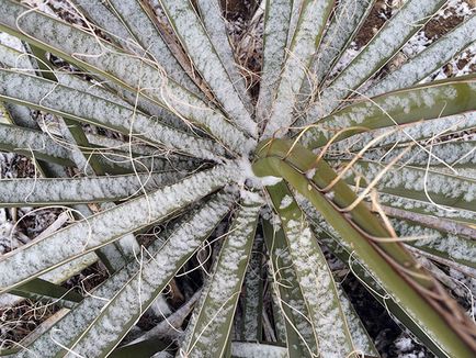 Virág yucca - ellátást a hazai és tenyésztési yucca transzplantáció; miért sárga yucca