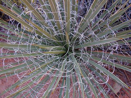 Virág yucca - ellátást a hazai és tenyésztési yucca transzplantáció; miért sárga yucca