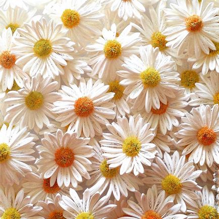 Készíts egy százszorszép a technika Quilling - Fair Masters - kézzel készített, kézzel készített (master class) Készíts egy százszorszép a technika Quilling - Fair Masters - kézzel készített, kézzel készített