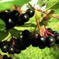 Ginkgo biloba - növekvő, tenyésztés, ültetés és gondozás (reprodukció) Ginkgo biloba - növekvő, tenyésztés, ültetés és gondozás