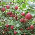 Ginkgo biloba - növekvő, tenyésztés, ültetés és gondozás (biloba) Ginkgo biloba - növekvő, tenyésztés, ültetés és gondozás