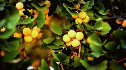Ginkgo biloba - növekvő, tenyésztés, ültetés és gondozás (reprodukció) Ginkgo biloba - növekvő, tenyésztés, ültetés és gondozás