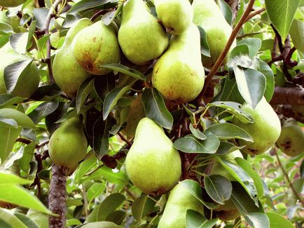 Ginkgo biloba - növekvő, tenyésztés, ültetés és gondozás (ginkgo) Ginkgo biloba - növekvő, tenyésztés, ültetés és gondozás