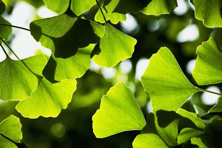 Ginkgo biloba - növekvő, tenyésztés, ültetés és gondozás (telepítési) Ginkgo biloba - növekvő, tenyésztés, ültetés és gondozás