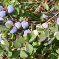 Ginkgo biloba - növekvő, tenyésztés, ültetés és gondozás (biloba) Ginkgo biloba - növekvő, tenyésztés, ültetés és gondozás
