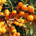 Ginkgo biloba - növekvő, tenyésztés, ültetés és gondozás (fa) Ginkgo biloba - növekvő, tenyésztés, ültetés és gondozás