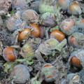 Ginkgo biloba - növekvő, tenyésztés, ültetés és gondozás (biloba) Ginkgo biloba - növekvő, tenyésztés, ültetés és gondozás