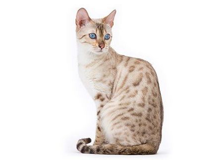 Mert ivartalanított macskák Royal Canin legfontosabb jellemzőit és vélemények