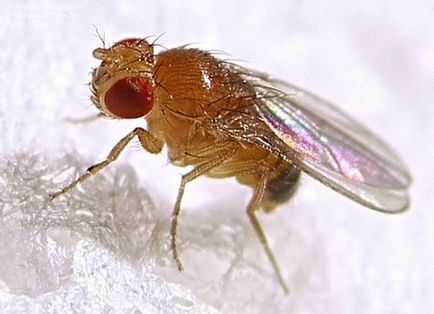Drosophila hogyan lehet megszabadulni a kártevők saját