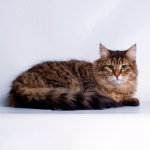 Yard macska fajták képekkel (Celtic Cat) Yard macska fajták képekkel