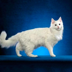 Yard macska fajták képekkel (Celtic Cat) Yard macska fajták képekkel