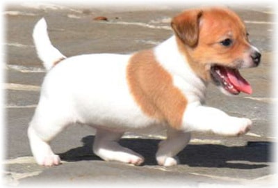 Dzhek Rassel terrier fotó, fajta leírás, vélemény, betegség, hogyan válasszuk ki a kölyök (Breed) Dzhek Rassel terrier fotó, fajta leírás, vélemény, betegség, hogyan válasszuk ki a kölyök