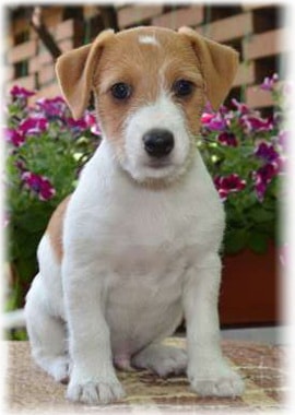 Dzhek Rassel terrier fotó, fajta leírás, vélemény, betegség, hogyan válasszuk ki a kölyök (Russell) Dzhek Rassel terrier fotó, fajta leírás, vélemény, betegség, hogyan válasszuk ki a kölyök