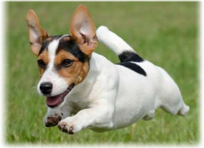 Dzhek Rassel terrier fotó, fajta leírás, vélemény, betegség, hogyan válasszuk ki a kölyök (terrier) Dzhek Rassel terrier fotó, fajta leírás, vélemény, betegség, hogyan válasszuk ki a kölyök