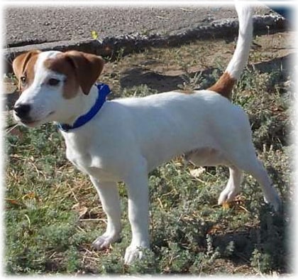 Dzhek Rassel terrier fotó, fajta leírás, vélemény, betegség, hogyan válasszuk ki a kölyök (Breed) Dzhek Rassel terrier fotó, fajta leírás, vélemény, betegség, hogyan válasszuk ki a kölyök