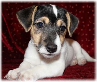 Dzhek Rassel terrier fotó, fajta leírás, vélemény, betegség, hogyan válasszuk ki a kölyök (jack) Dzhek Rassel terrier fotó, fajta leírás, vélemény, betegség, hogyan válasszuk ki a kölyök