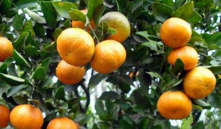 1 mandarin illóolaj (illóolaj mandarin) Tangerine illóolaj 1