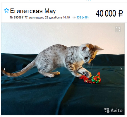 Egyiptomi kép leírása fajta macska, karakter, vélemények és árak