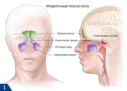 Ethmoiditis - tünetek és kezelés a felnőtt, antibiotikum, cseppek (tünetek) Ethmoiditis - tünetek és kezelés felnőtteknek, antibiotikumok, cseppek