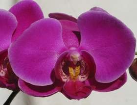 Phalaenopsis serkentik virágzás
