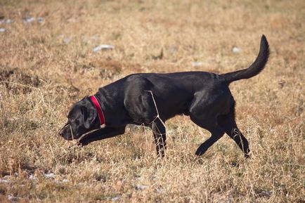 fotó Labrador