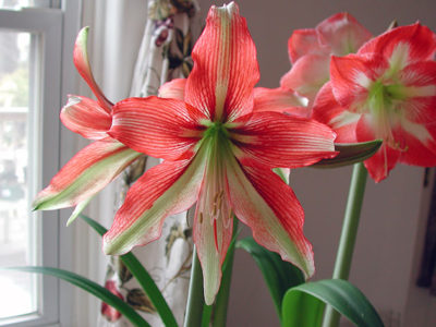 Hippeastrum virágokat, hogy ne otthon