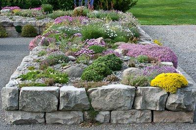 Gypsophila növekvő magról