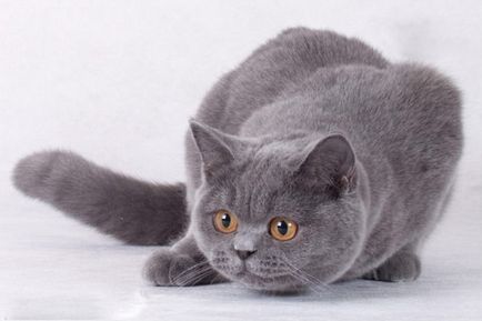 Brit kék macska