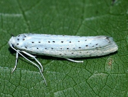 Hermelin lepke - fotó, leírás okozott kár (fotó) Ermine Moth - fotó, leírás, ártalmak