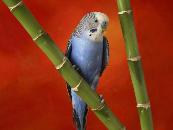 Beszélő papagáj, hogyan kell tanítani neki, hogy beszéljen