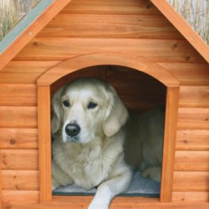 Hozzáértő és független kutya képzés otthon