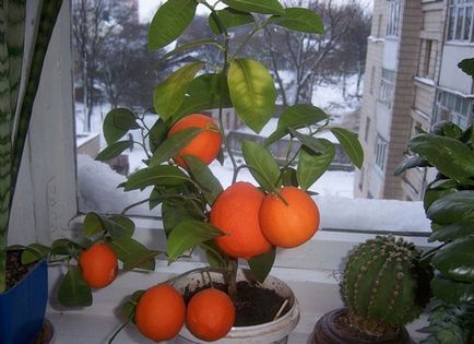 Grapefruit - Grapefruit, mint hasznos - grapefruit otthon