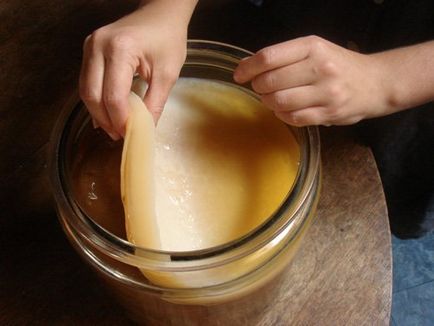 Abból, amit lehet termeszteni - tea - gomba (gomba) Abból, amit tudunk növekedni - a tea - gomba