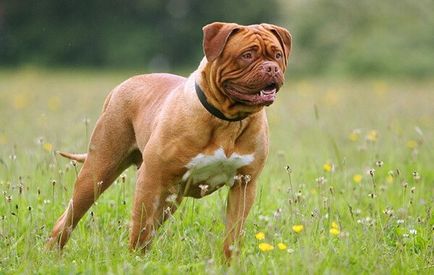 Mi a legerősebb kutya a világon, és az első 10 fajta, több fejlett fizikailag