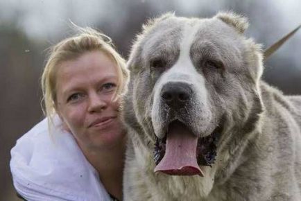 Mi a legerősebb kutya a világ top 10 erőteljes rock