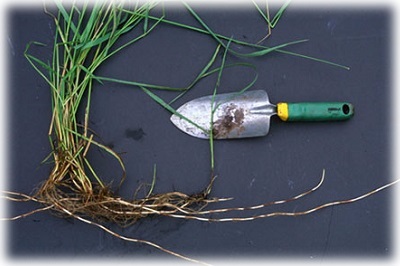 Hogyan lehet megszabadulni a tarackbúza a kertben - a legjobb eszközöket és módszereket annak megsemmisítése