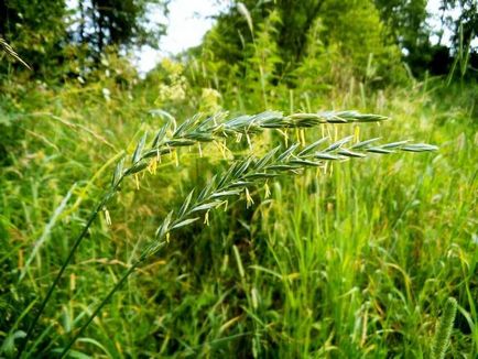 Hogyan lehet megszabadulni a tarackbúza a kertben vegyszerek nélkül (szárazföldi) Hogyan lehet megszabadulni a tarackbúza a kertben vegyszerek nélkül