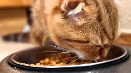 Hogyan táplálkoznak a beteg macska