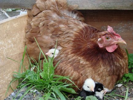 Hogyan készítsünk egy csirke tyúk, kurosayt - Mezőgazdasági