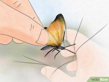 Ragályos lepkék (fogás) Catching lepkék