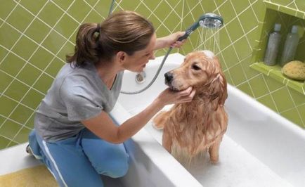 Hogyan mossa a kutya jobb, milyen gyakran