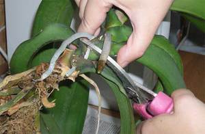 Hogyan lehet tenyészteni orchideák otthoni gyökér osztály használata bevágások és egyéb