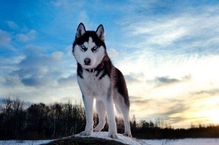 Hogyan hívja Husky