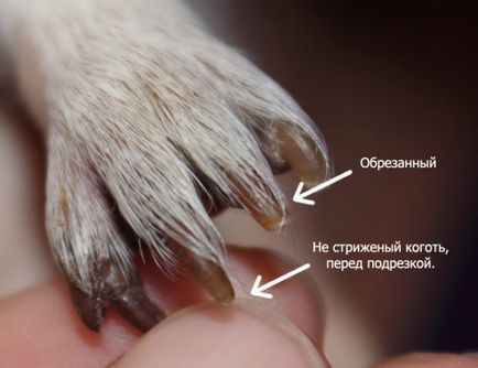 Hogyan lehet csökkenteni a körmök tengerimalac biztonságos köröm olló (nyírás) Hogyan lehet csökkenteni a körmök tengerimalac biztonságos köröm ápolás