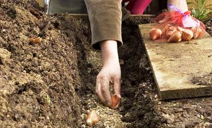 Hogyan növény krókuszok az ősszel, az előnyöket az őszi ültetés, szabályok