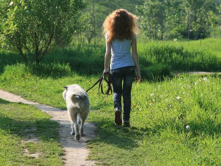 Hogyan sétálni a kutyát, házi