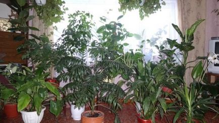 Hogyan permetezni szobanövények - növények