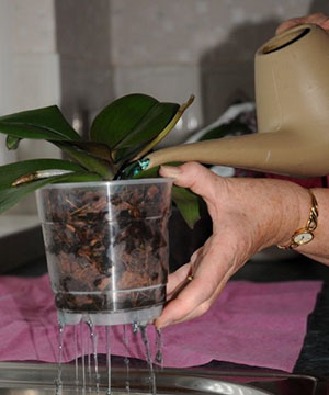 Hogyan a víz a orchideák a haza, a öntözés gyakorisága virágzás idején, video