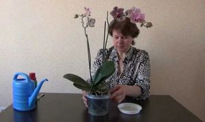 Hogyan a víz a orchideák a hazai, elsősorban az öntözés és a módszerek, amelyeket el kell